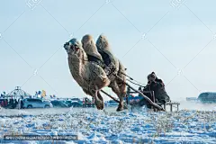 冬季那达慕骆驼雪橇