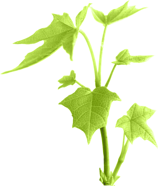 绿植草木花卉素材  @南栀惜沫 专注电商...