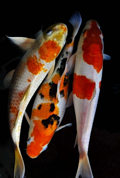 蛋蛋地忧伤采集到生物