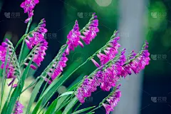 盛开的紫霞花在花园里