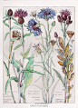 1910年的植物手绘图鉴 BY H. Isabel Adams #手绘# #实用素材#