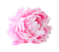 玫瑰花素材蔷薇花素材PNG