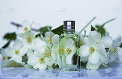 花瓣素材-动植物图片采集到树叶