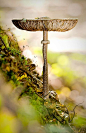 ˚Parasol mushroom - Ôzlábgomba