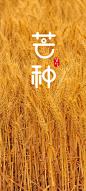 自然， 季节， 小麦， 垂直|1080x2400 壁纸 - wallhaven.cc
