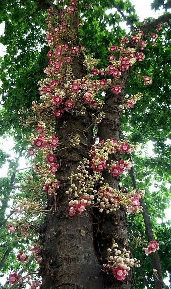 菩提树开花