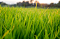 Rice field and little bug at sunset time by NickNack Ratchaphon on 500px