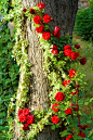 Beautiful Climbing Roses