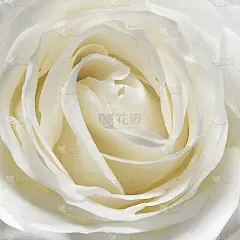 白色玫瑰花瓣背景婚礼或情人节。自顶向下的观点。