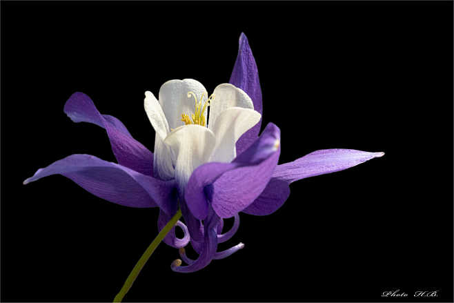 Columbine