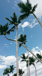 夏天/海边/海水/风景/椰树