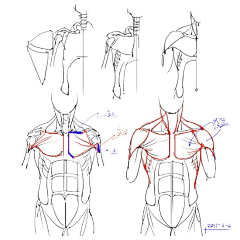 雅贤YY采集到【绘画-人体结构】肌肉