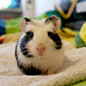 My Two Months Old Guinea Pig | Cutest Paw