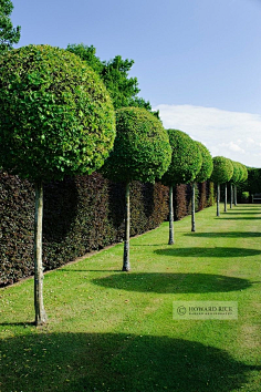 com【景观绿篱植物设计图集下载】绿墙模纹花坛/法式园林花园/植物