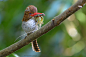 Banded Kingfisher with Flying Lizard by Harprit Singh on 500px