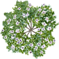 tree-18