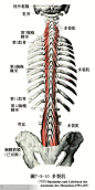 人体解剖--骨骼，肌肉很全面的套图