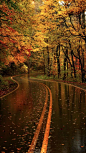 Yellow leaf road in the Great Smoky Mountains National Park of North Carolina • photo: Tilman Paulin