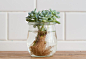 How-To: Propagating Succulents in The BULLETIN at Terrain: 