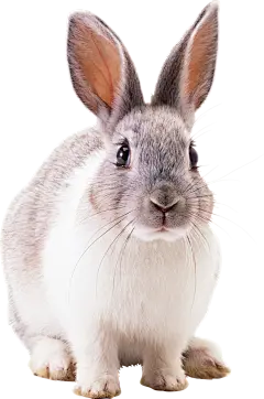 兔子 小白兔PNG
