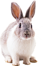 兔子 小白兔PNG