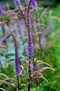 Discover Wisley's must-see Mixed Borders / RHS Gardening