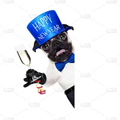 狗,新年前夕,普罗赛柯起泡酒,巴哥犬,斗牛犬,葡萄酒,在之后,鸡尾酒,含酒精饮料