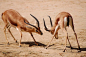 35 Truly Dramatic Examples of Animal Photography