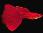 Red Albino Guppy Fish