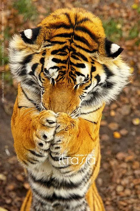 Tiger: -花瓣网
