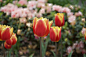 fullsizeoutput_109