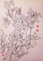 钢笔花卉白描达人叶志军先生的钢笔画分享