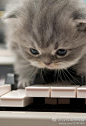 [] DearYuki森女新闻速递#萌宠# 这么热爱弹钢琴的喵喵见过吗？？！！哈哈，来给我们弹奏一曲吧！[音乐盒]来自:新浪微博