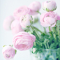 pink ranunculus