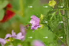 蜜蜂 昆虫 授粉 美丽的花朵 花壁纸 花 飞虫 翅膀 自然