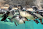 General 2048x1352 animals water birds penguins Penguin
