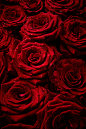 新鲜玫瑰花红玫瑰娇艳欲滴的玫瑰玫瑰花上的露珠玫瑰花背景墙浪漫背景婚庆背景情人节鲜花花卉花朵玫瑰背景底纹背景高清图片