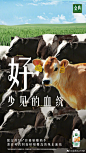 有机看得见！12张金典牛奶商业海报