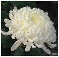 ldFpfnUh采集到菊花