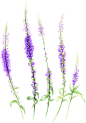 手绘五铢紫色花透明装饰素材