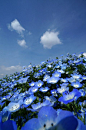 Blue Hill (Nemophila) Hitachi Seaside Park, Japan ひたち海浜公園 #ネモフィラ