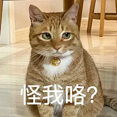 小猫咪表情包来咯 - 小红书