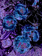 Blue Flowers Floating in Purple and Black Fine Art Print - Mary Sedivy