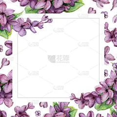 紫丁香，白花背景。花的贺卡。