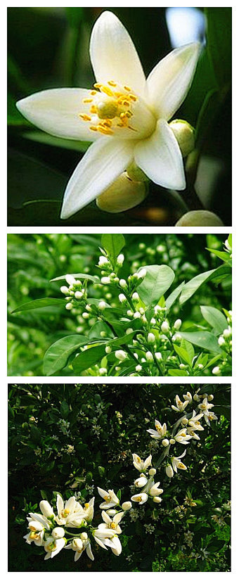 玳玳花，又名回青橙、枳壳花、酸橙花，花期4-5月，花白色，香气浓郁，果实扁球形，当年冬季为橙红色，翌年夏季又变青，故称：