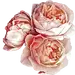 水彩牡丹花