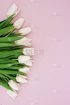 春天贺卡模板的鲜花白色郁金香母亲节，生日，复活节，妇女节。副本的空间。软选择聚焦。