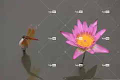 花 美丽的花朵 花壁纸 花卉背景 莲花 植物 有天赋的人 自然