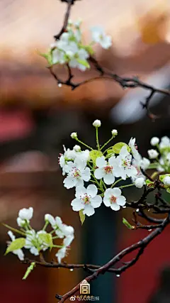 【四月的紫禁城】又到清明时节，满树梨花，如云似雪。春雨浸润，更显水灵。又一波壁纸，转存↓↓ @故宫博物院 ​​​​