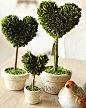 创意节日礼物 送男友/女友 浪漫神奇爱心绿色活植物 盆栽
